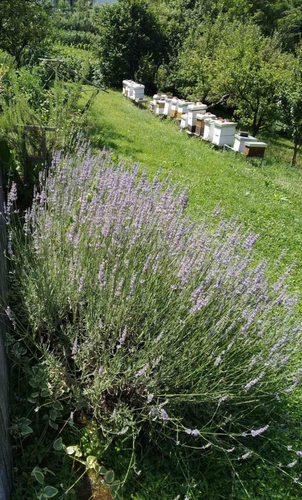 Guest House Bee Visoko Buitenkant foto