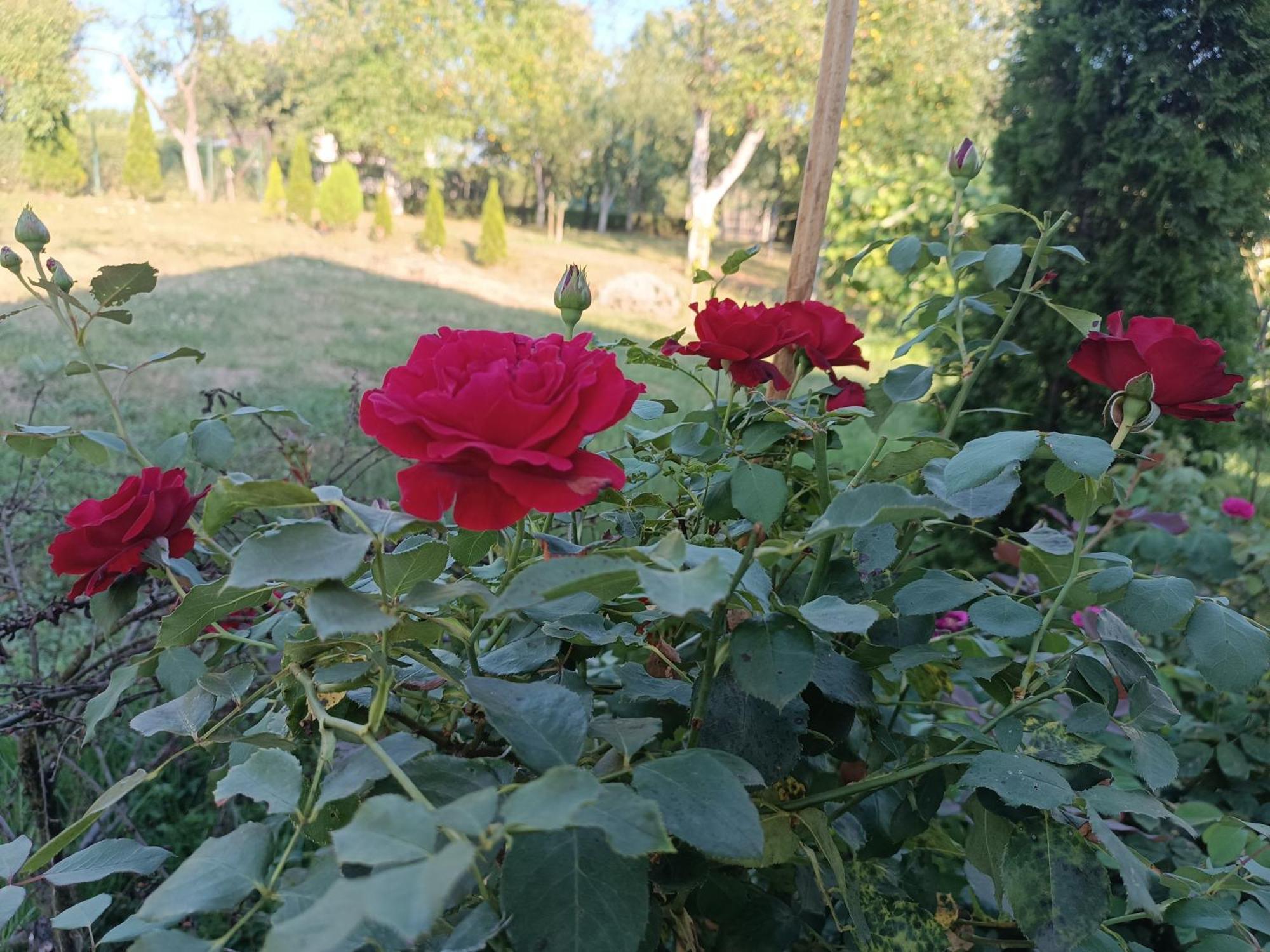 Guest House Bee Visoko Buitenkant foto